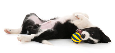 Junger Hund spielt mit Ball