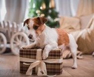 Hund mit Weihnachtsgeschenk