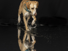 Spiegelungen beim Black Water Shooting
