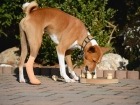 Beschäftigungs-Ideen, auch für Hunde mit Handicap.