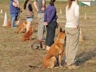 Trainieren unter Ablenkung von anderen Hunden.