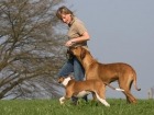 Wir geben auch Tipps für den Mehrhundehaushalt.