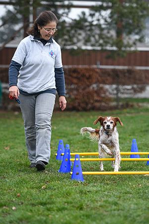 tierphysiotherapie-hundephysiotherapie-hund-bodenarbeit
