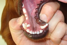 unterkiefer_welpe_hund