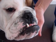 unterbiss_hund_welpengebiss